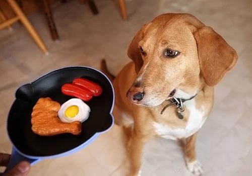 怎样喂小狗吃饭 狗狗用餐顺序的训练方法