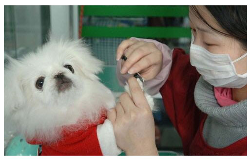如何训练狗狗不害怕宠物医生或美容师呢？