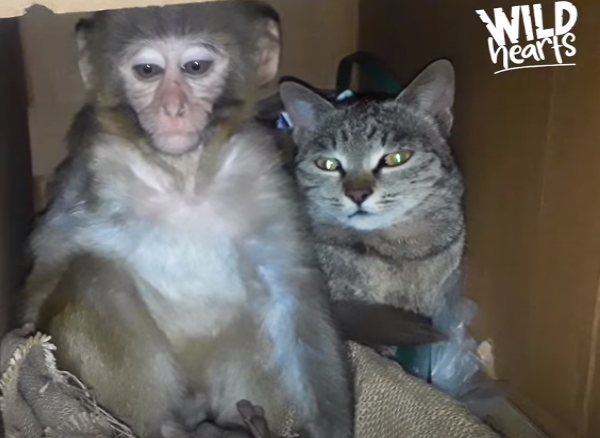 动物的友谊不分种族！ 超暖心虎斑猫主动照顾受伤小猴